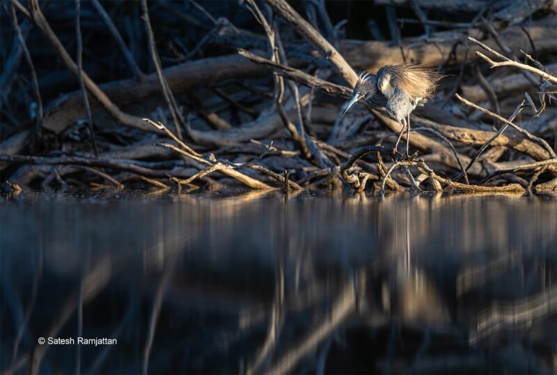 Tricolored Heron with breeding plumage in Florida Everglades