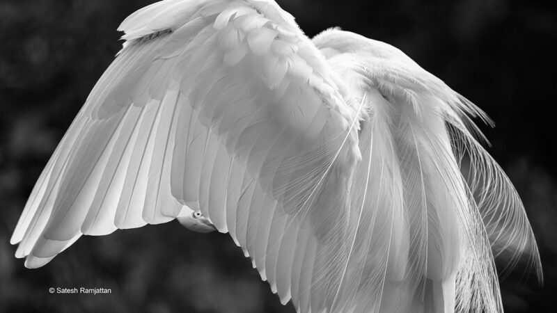 Black and white photo of White egret preening in Florida Everglades