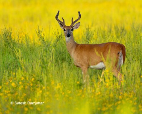 White-tailed deer in yellow wild flowers at Myakka River State park